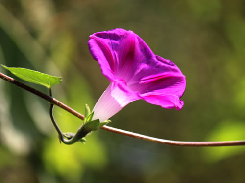 μǣţ