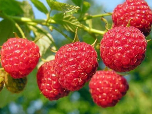 μľݮ